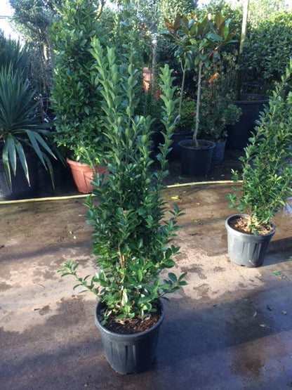  Kardinaalsmuts (Euonymus Japonicus)