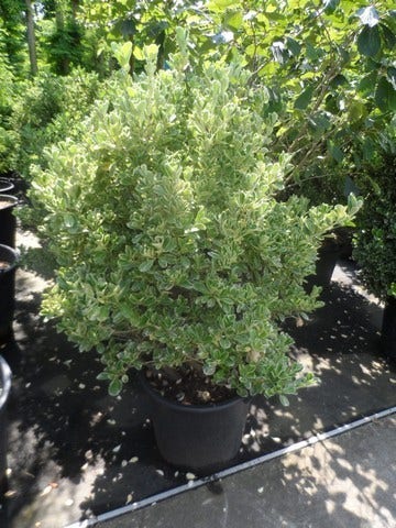  Kardinaalsmuts (Euonymus Japonicus 'Albomarginatus')