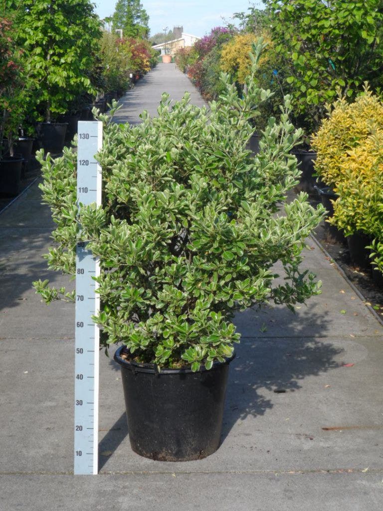  Kardinaalsmuts (Euonymus Japonicus 'Albomarginatus')
