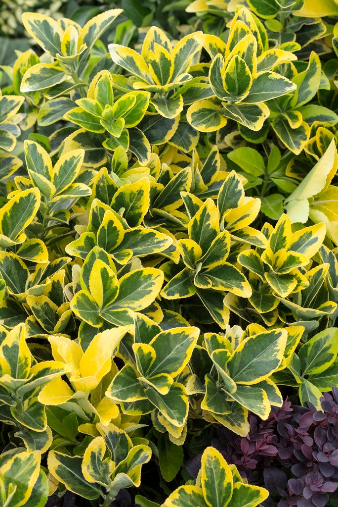  Kardinaalshoed (Euonymus Japonicus 'Aureomarginatus')