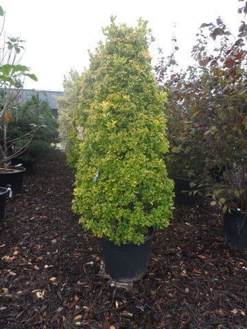  Kardinaalshoed, Piramide (Euonymus Japonicus 'Aureus')