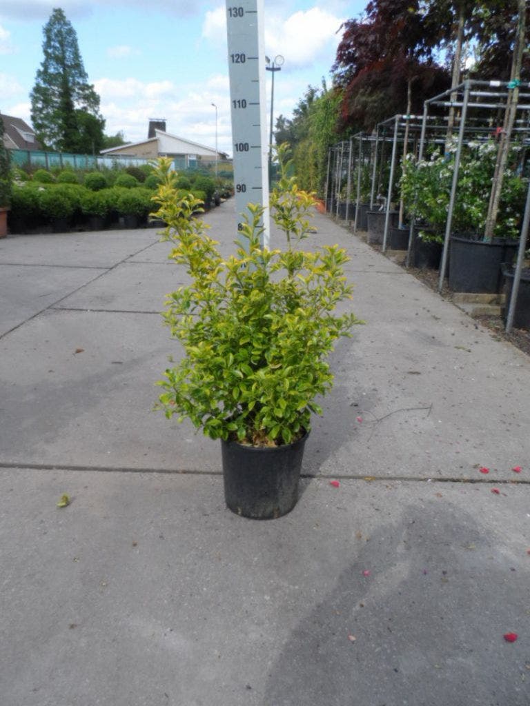  Kardinaalshoed (Euonymus Japonicus 'Aureus')