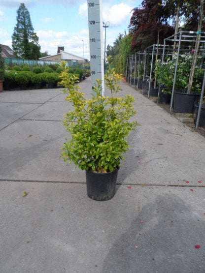  Kardinaalshoed (Euonymus Japonicus 'Aureus')