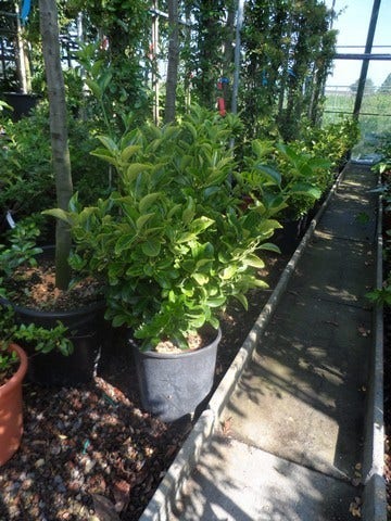  Kardinaalshoed (Euonymus Japonicus 'Aureus')