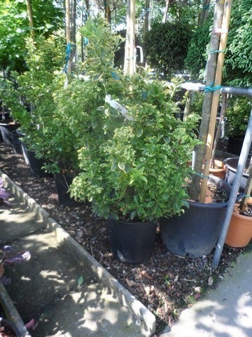  Kardinaalshoed (Euonymus Japonicus 'Aureus')