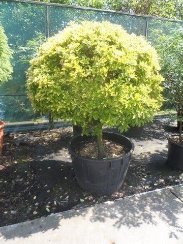  Kardinaalshoed Op Stam (Euonymus Japonicus 'Aureus')