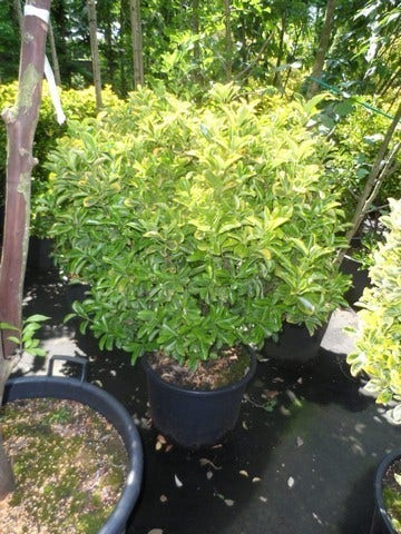  Kardinaalshoed (Euonymus Japonicus 'Aureus')
