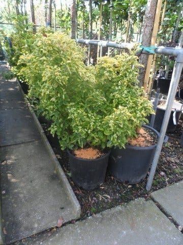  Kardinaalshoed (Euonymus Japonicus 'Aureus')