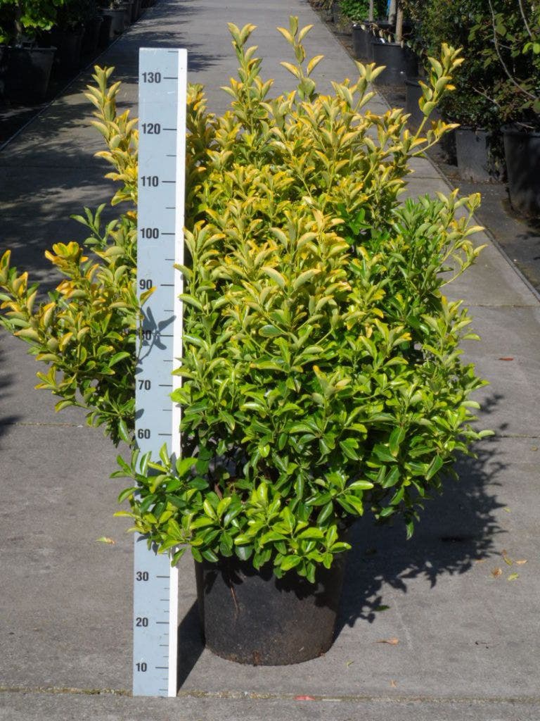  Kardinaalshoed (Euonymus Japonicus 'Aureus')