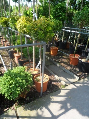  Kardinaalshoed Op Stam (Euonymus Japonicus 'Aureus')
