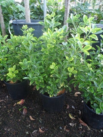  Kardinaalshoed (Euonymus Japonicus 'Aureus')