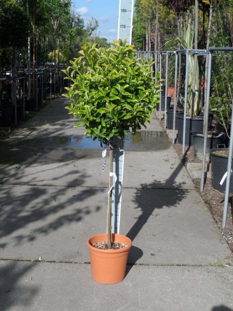 Kardinaalshoed Op Stam (Euonymus Japonicus 'Aureus')