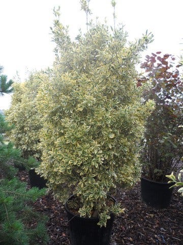  Kardinaalshoed (Euonymus Japonicus 'Bravo')