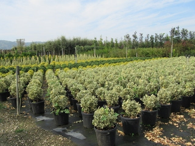  Kardinaalshoed Als Bol (Euonymus Japonicus 'Bravo')