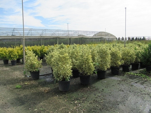  Kardinaalshoed (Euonymus Japonicus 'Bravo')