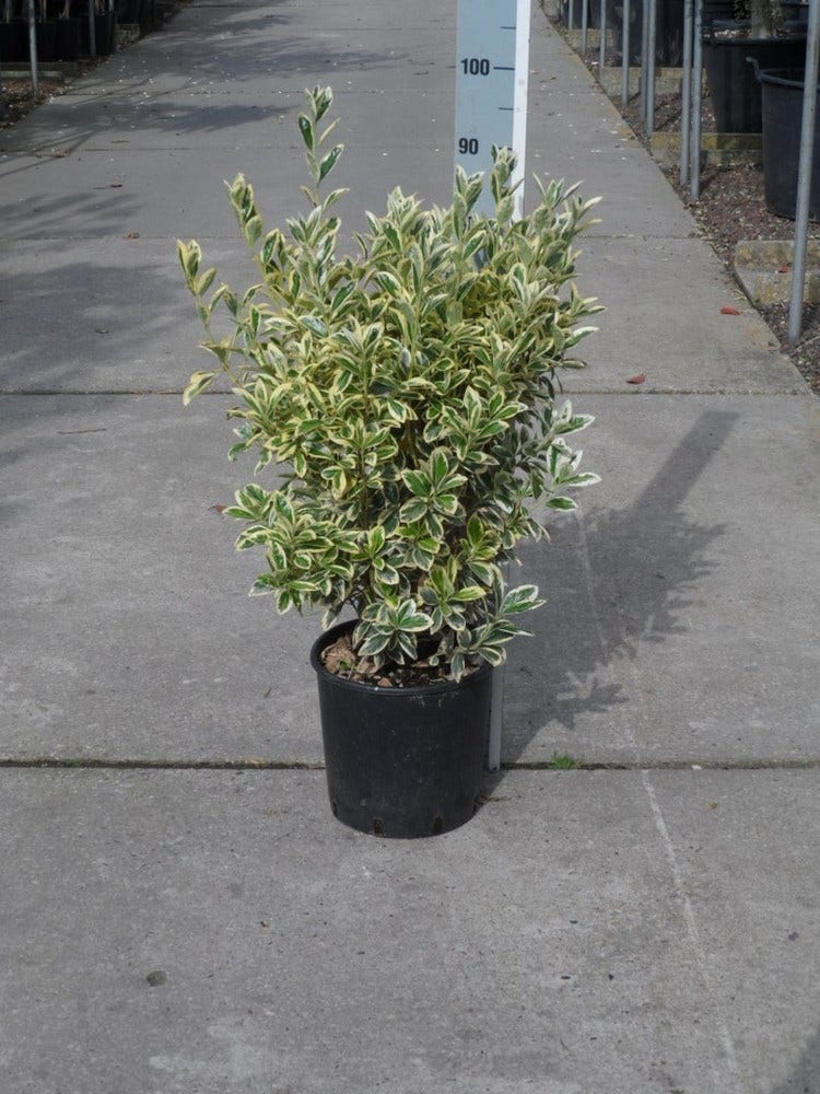  Kardinaalshoed (Euonymus Japonicus 'Bravo')