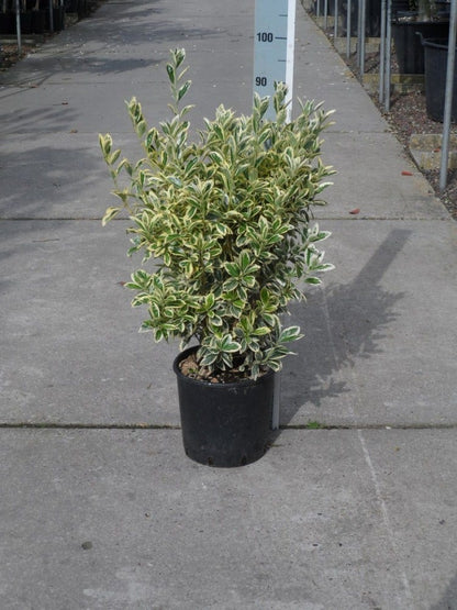  Kardinaalshoed (Euonymus Japonicus 'Bravo')