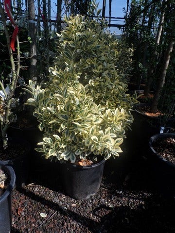  Kardinaalshoed (Euonymus Japonicus 'Bravo')