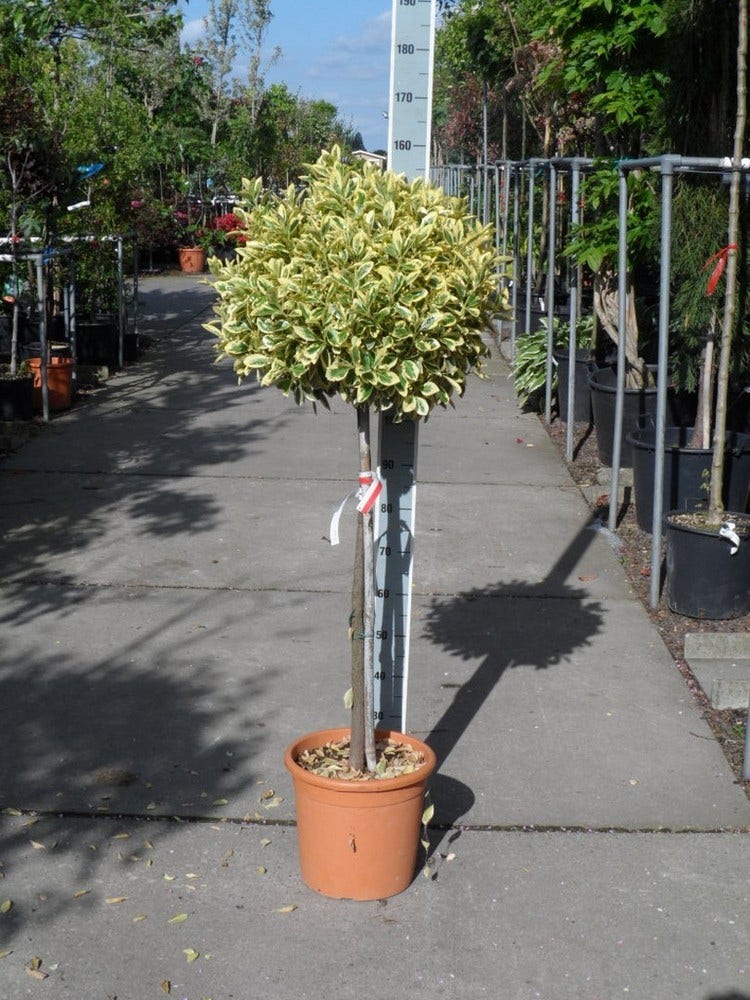  Kardinaalshoed Op Stam (Euonymus Japonicus 'Bravo')