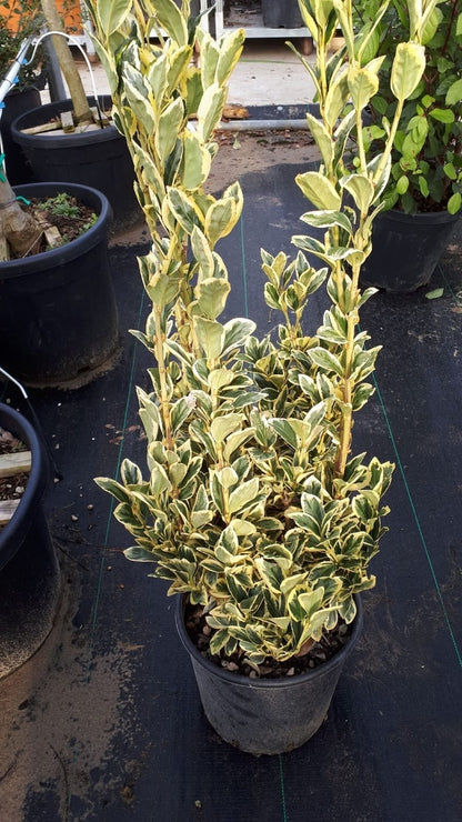  Kardinaalshoed (Euonymus Japonicus 'Bravo')