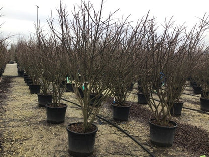  Meerstammige Kardinaalshoed (Euonymus Alatus)