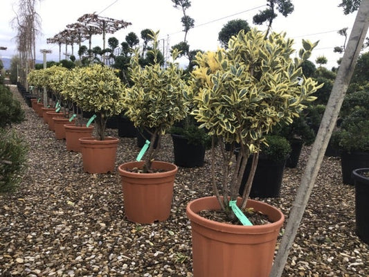  Kardinaalshoed Als Meerstam (Euonymus Japonicus 'Bravo')