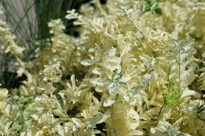  Kardinaalsmuts (Euonymus Fortunei 'Harlequin')