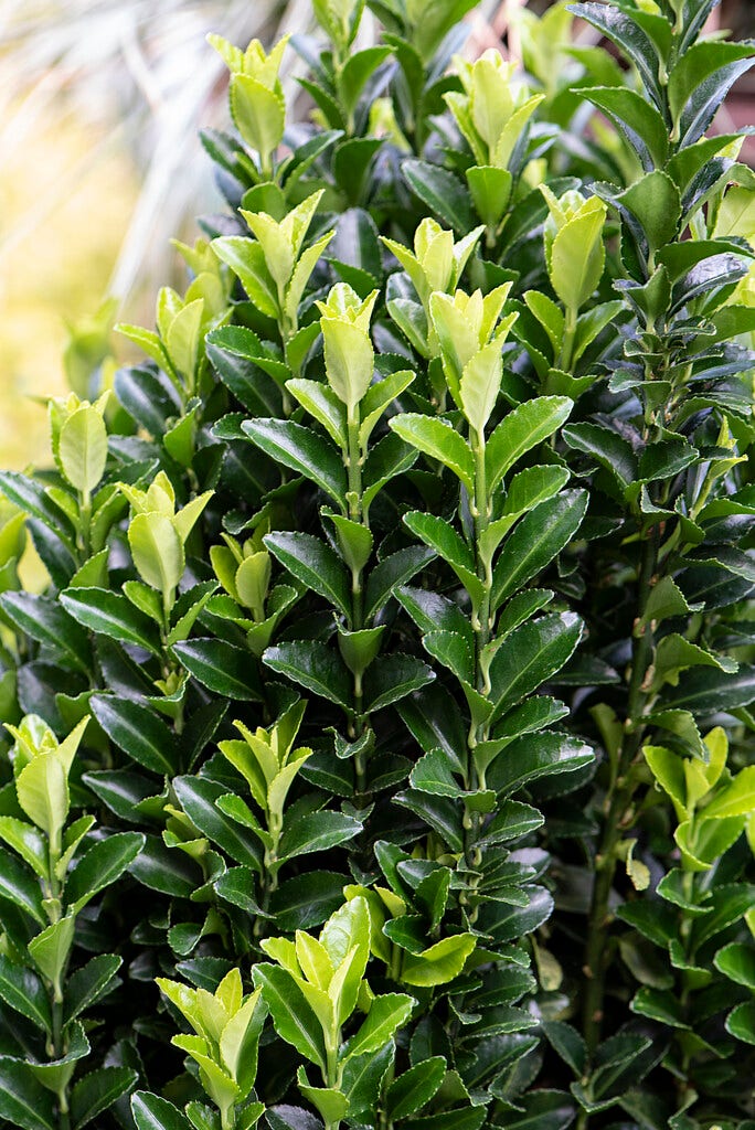  Kardinaalshoed (Euonymus Japonicus 'Green Spire')
