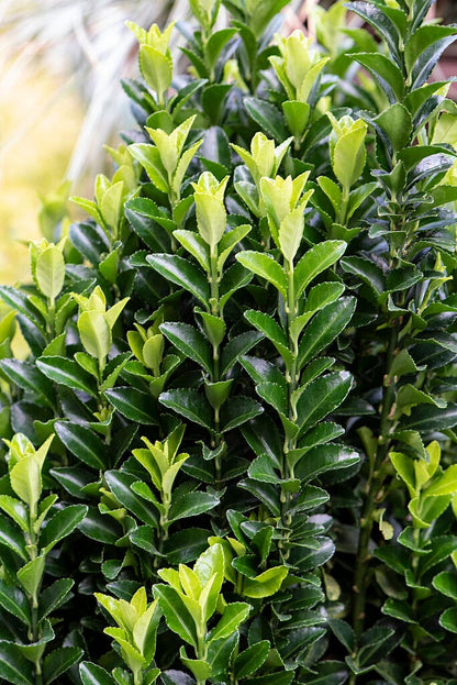  Kardinaalshoed (Euonymus Japonicus 'Green Spire')