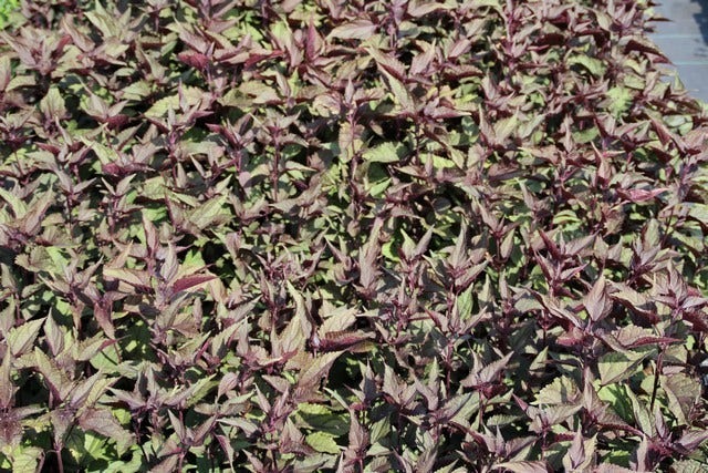  Leverkruid (Eupatorium Rugosum 'Chocolate')