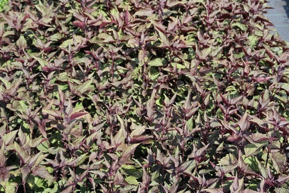  Leverkruid (Eupatorium Rugosum 'Chocolate')