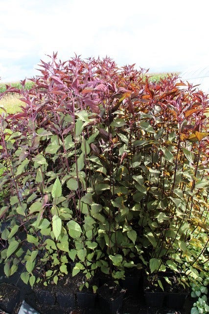  Leverkruid (Eupatorium Rugosum 'Chocolate')