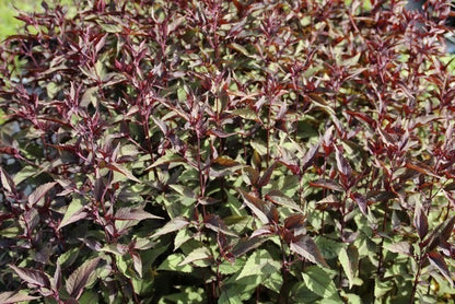  Leverkruid (Eupatorium Rugosum 'Chocolate')