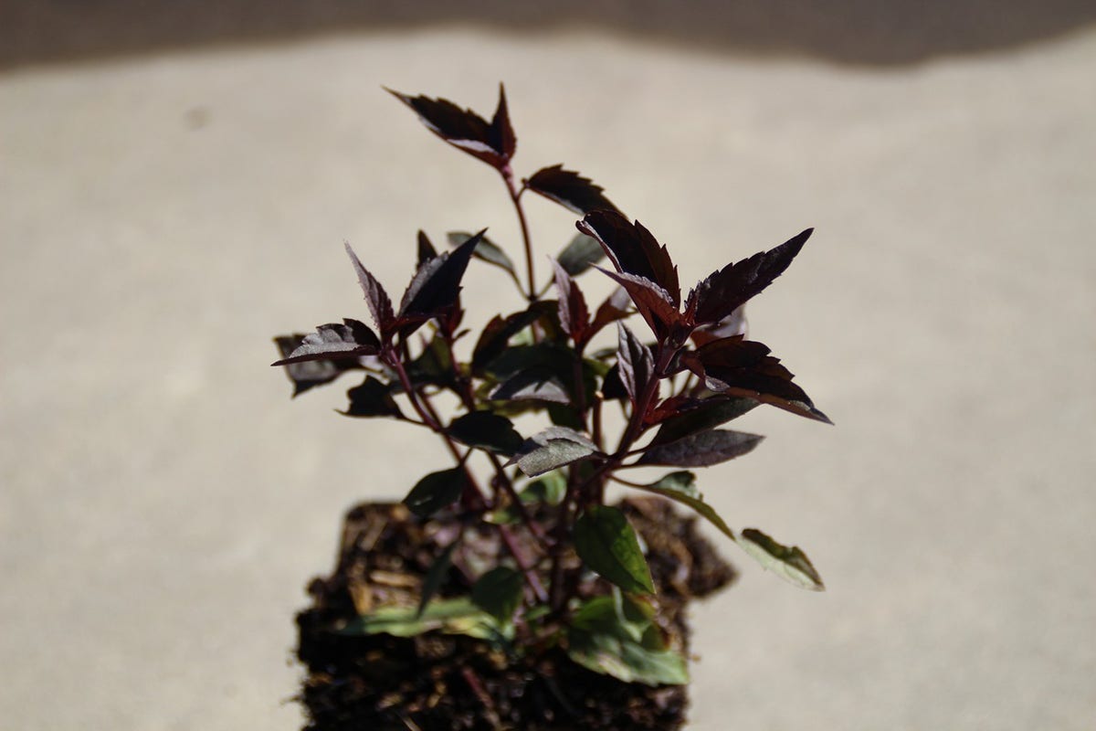 Leverkruid (Eupatorium Rugosum 'Chocolate')