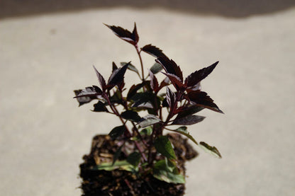  Leverkruid (Eupatorium Rugosum 'Chocolate')