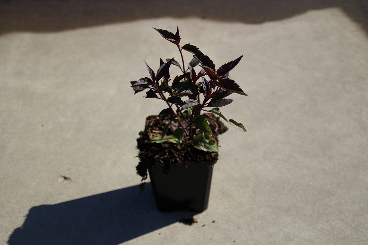  Leverkruid (Eupatorium Rugosum 'Chocolate')