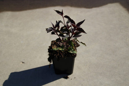  Leverkruid (Eupatorium Rugosum 'Chocolate')