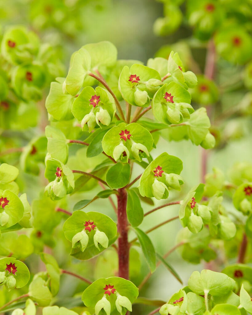  Wolfsmelk (Euphorbia Amygdaloides 'Ascott Rainbow')