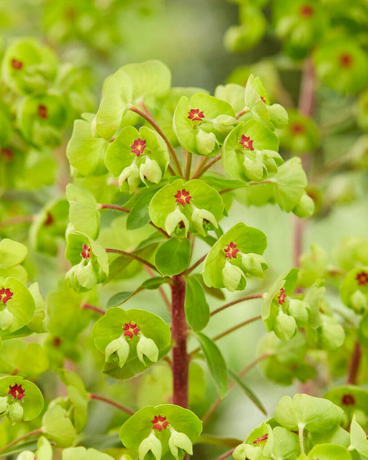  Wolfsmelk (Euphorbia Amygdaloides 'Ascott Rainbow')