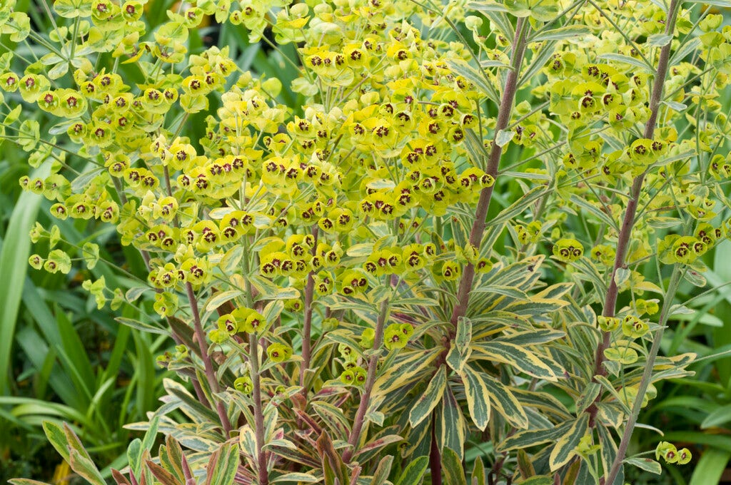  Wolfsmelk (Euphorbia Amygdaloides 'Ascott Rainbow')