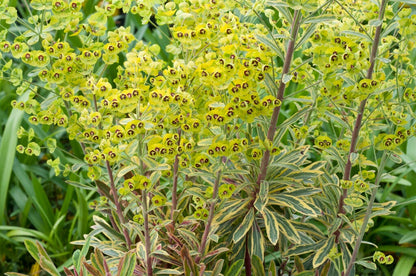  Wolfsmelk (Euphorbia Amygdaloides 'Ascott Rainbow')