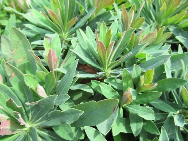  Wolfsmelk (Euphorbia Martinii)