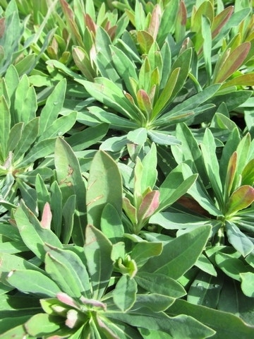  Wolfsmelk (Euphorbia Martinii)