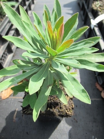  Wolfsmelk (Euphorbia Martinii)
