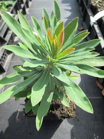  Wolfsmelk (Euphorbia Martinii)