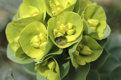  Wolfsmelk (Euphorbia Myrsinites)