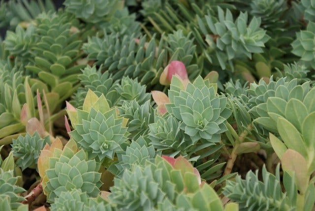  Wolfsmelk (Euphorbia Myrsinites)