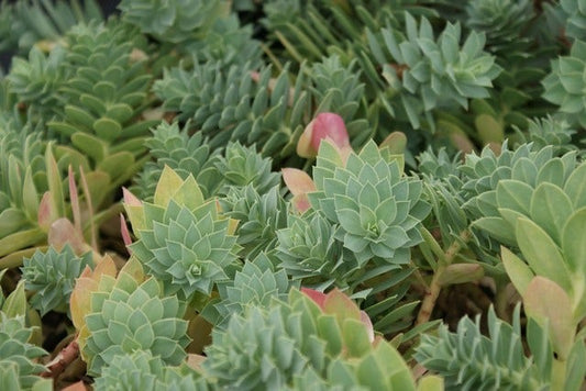  Wolfsmelk (Euphorbia Myrsinites)