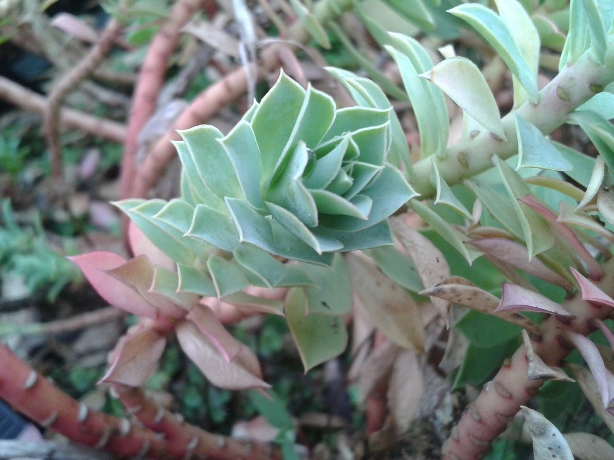  Wolfsmelk (Euphorbia Myrsinites)
