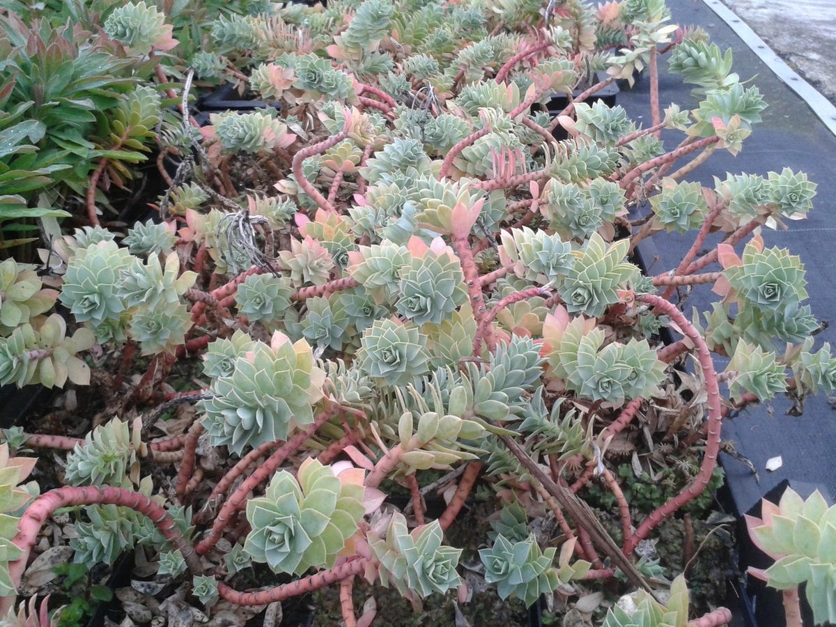  Wolfsmelk (Euphorbia Myrsinites)